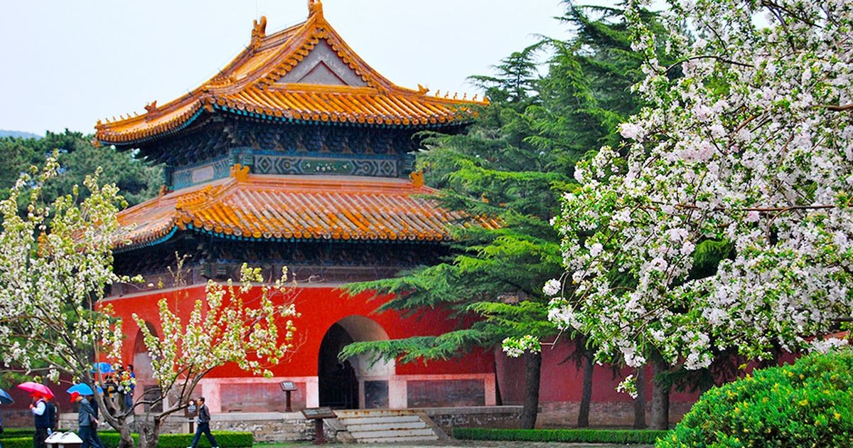 Hoa mẫu đơn rực rỡ