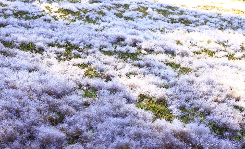 Hẹn Hò Bình Minh Đà Lạt: Chạm Tay Vào Làn Sương Cỏ Tuyết Tinh Khôi!