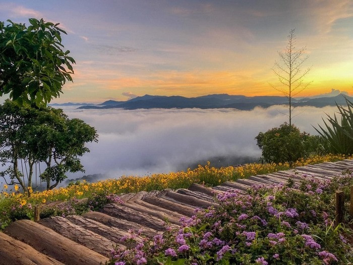 Rừng thông Đà Lạt trong sương sớm