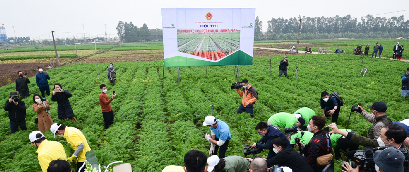 Cánh đồng cà rốt mênh mông dưới nắng