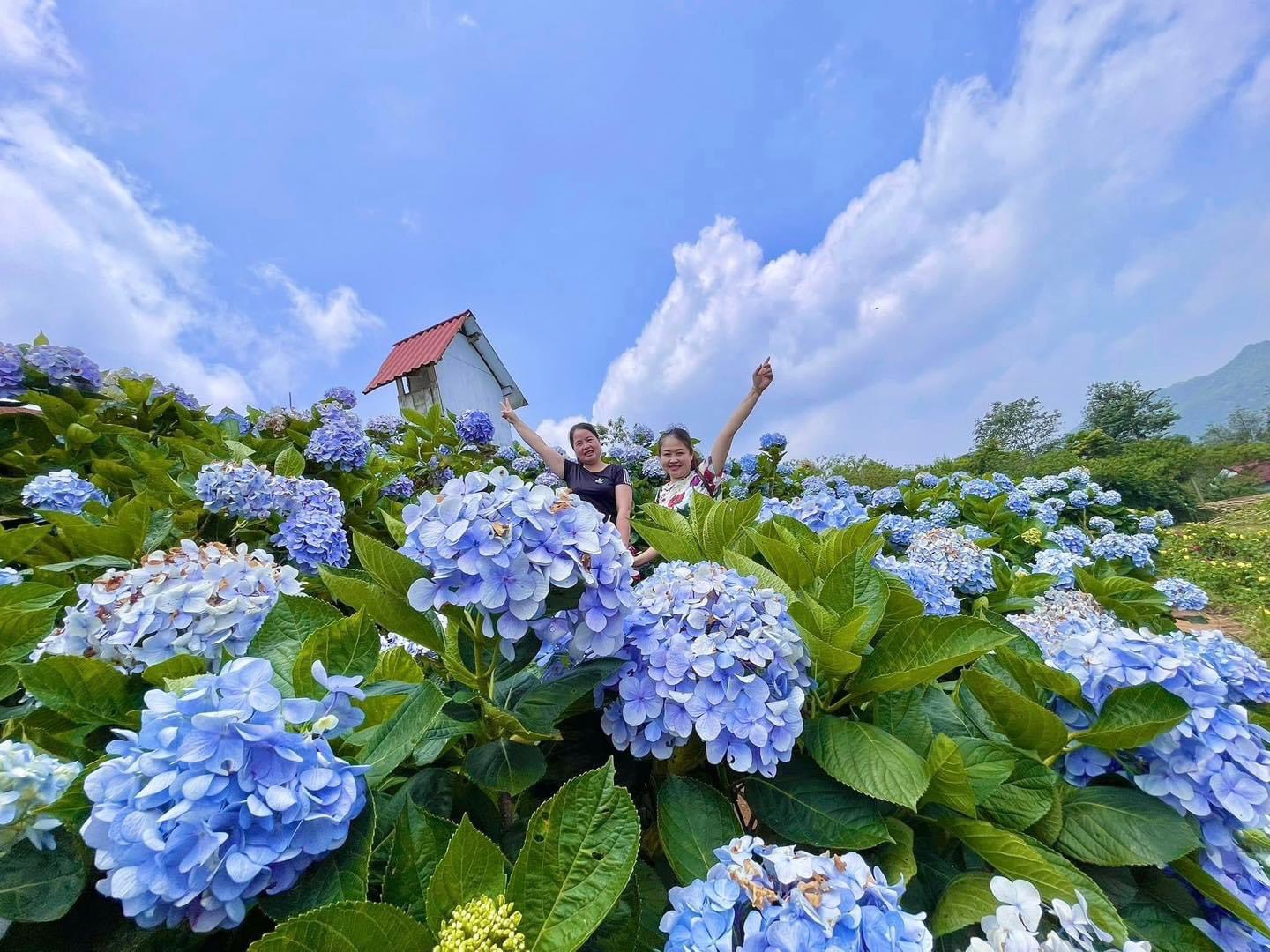 Lạc Lối Giữa Biển Cẩm Tú Cầu Phia Đén – Nàng Thơ Miền Cao Bằng Gọi Mùa Xuân Về!