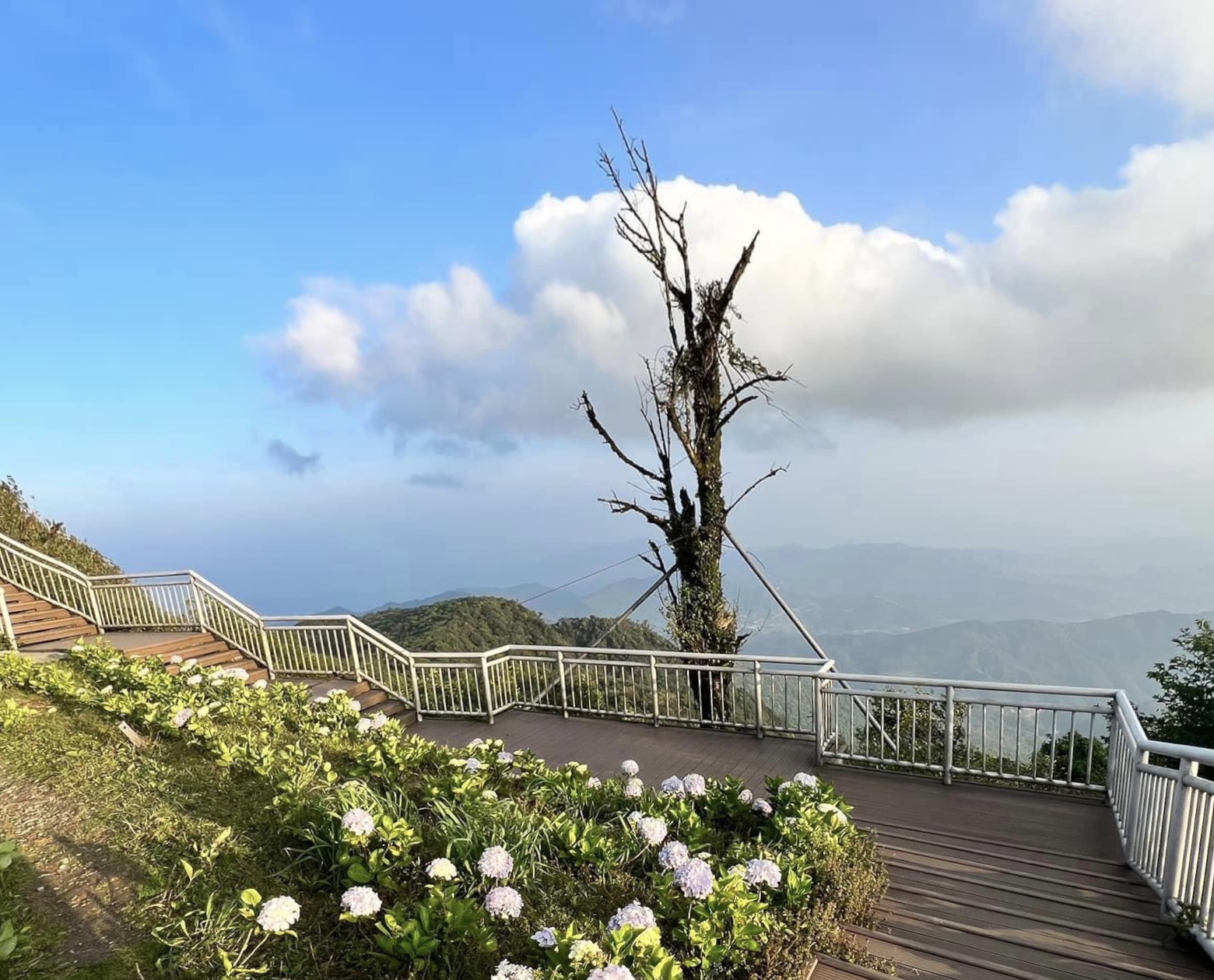 Thảm hoa cẩm tú cầu đa sắc