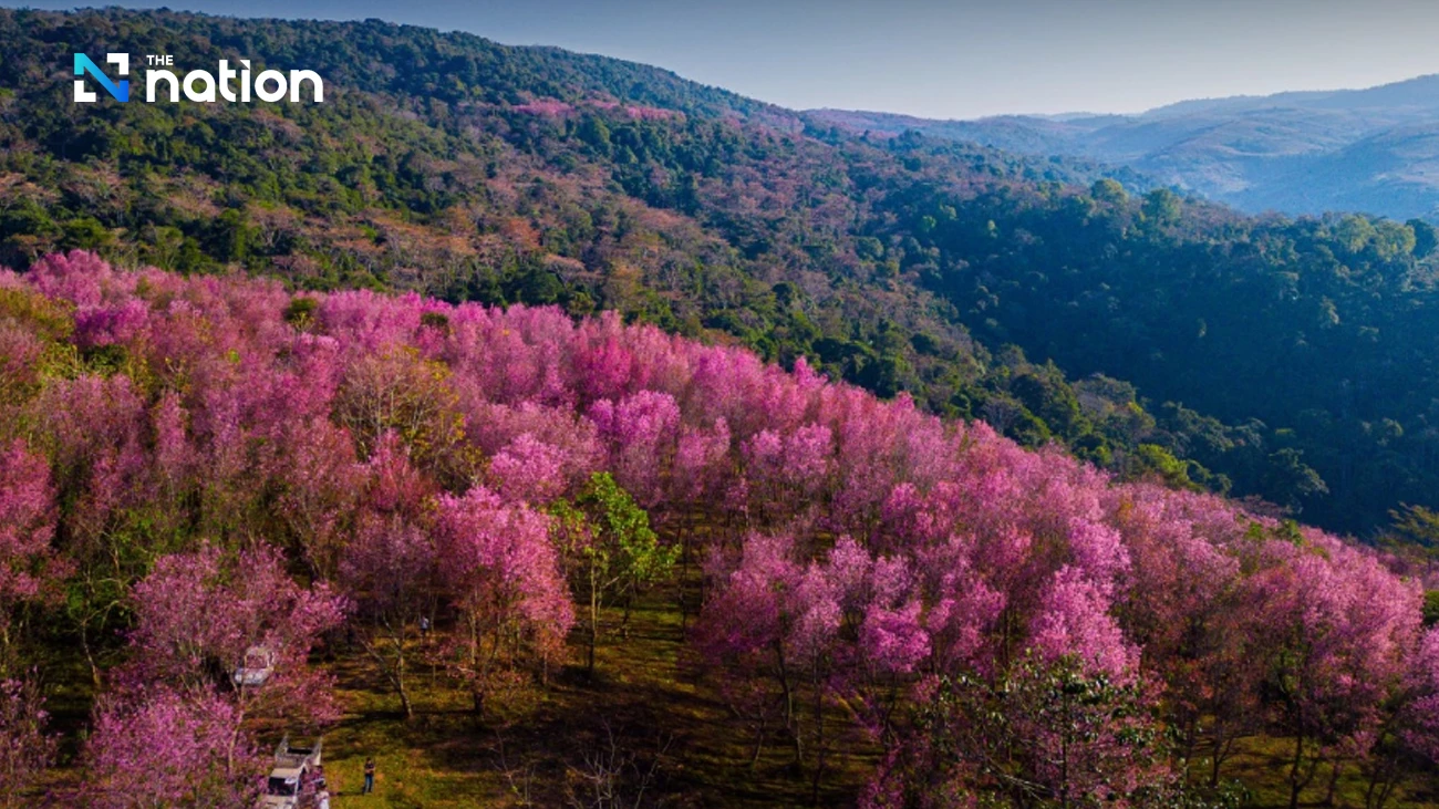 Khung cảnh sườn đồi phủ đầy hoa anh đào ở Phu Lom Lo