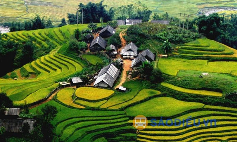 Ruộng bậc thang Sapa mùa lúa chín