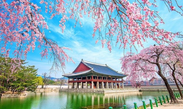 Tháng 3 ở Bắc Kinh: Khi mùa xuân thì thầm qua những cánh hoa và di sản cổ kính