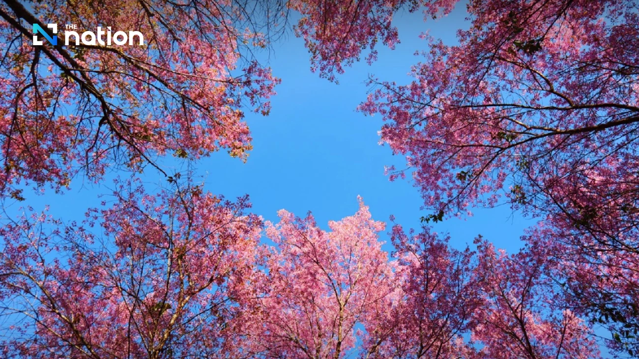 Khu cắm trại giữa hoa anh đào ở Khun Mae Ya