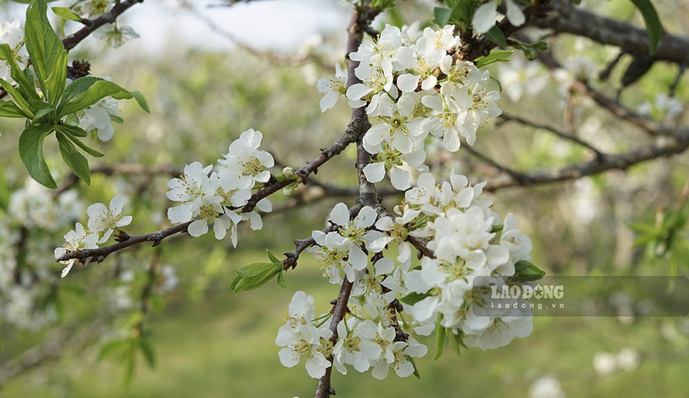 Vườn hoa mận trắng tinh khôi Mộc Châu vào mùa xuân