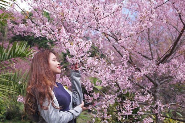 Đường đồi núi dẫn đến vùng hoa anh đào Khun Chang Khian