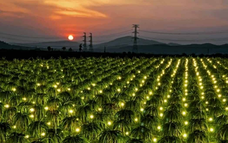 Du khách tạo dáng chụp ảnh giữa vườn thanh long