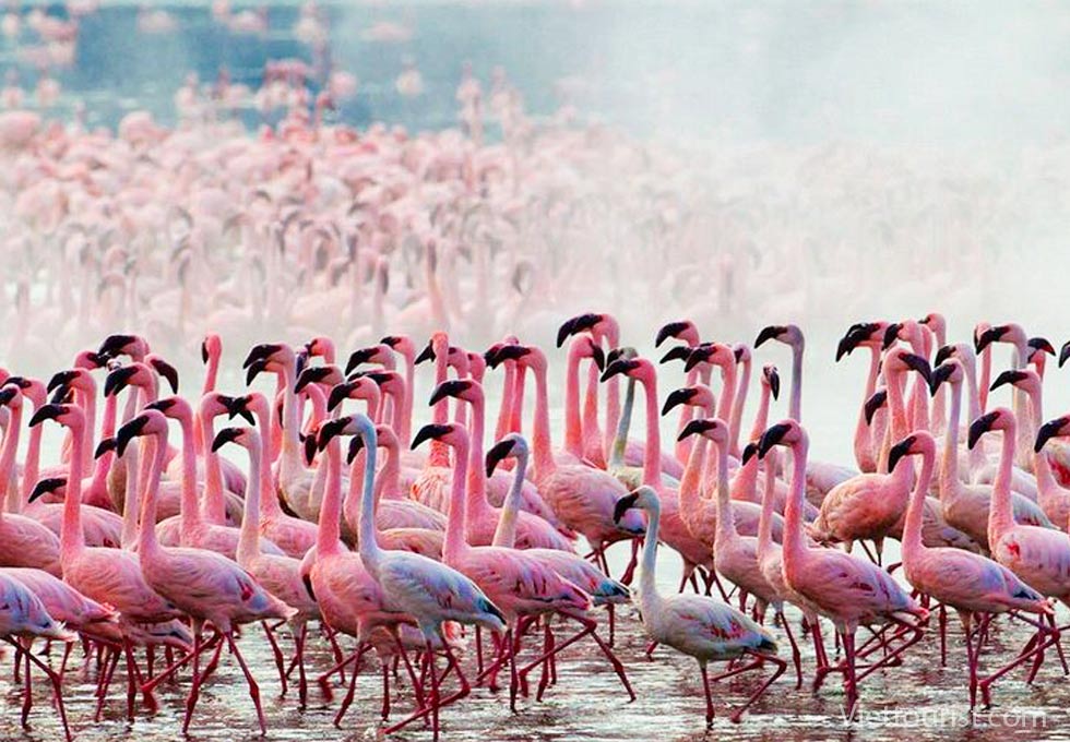 Cận cảnh chim hồng hạc ở Hồ Nakuru