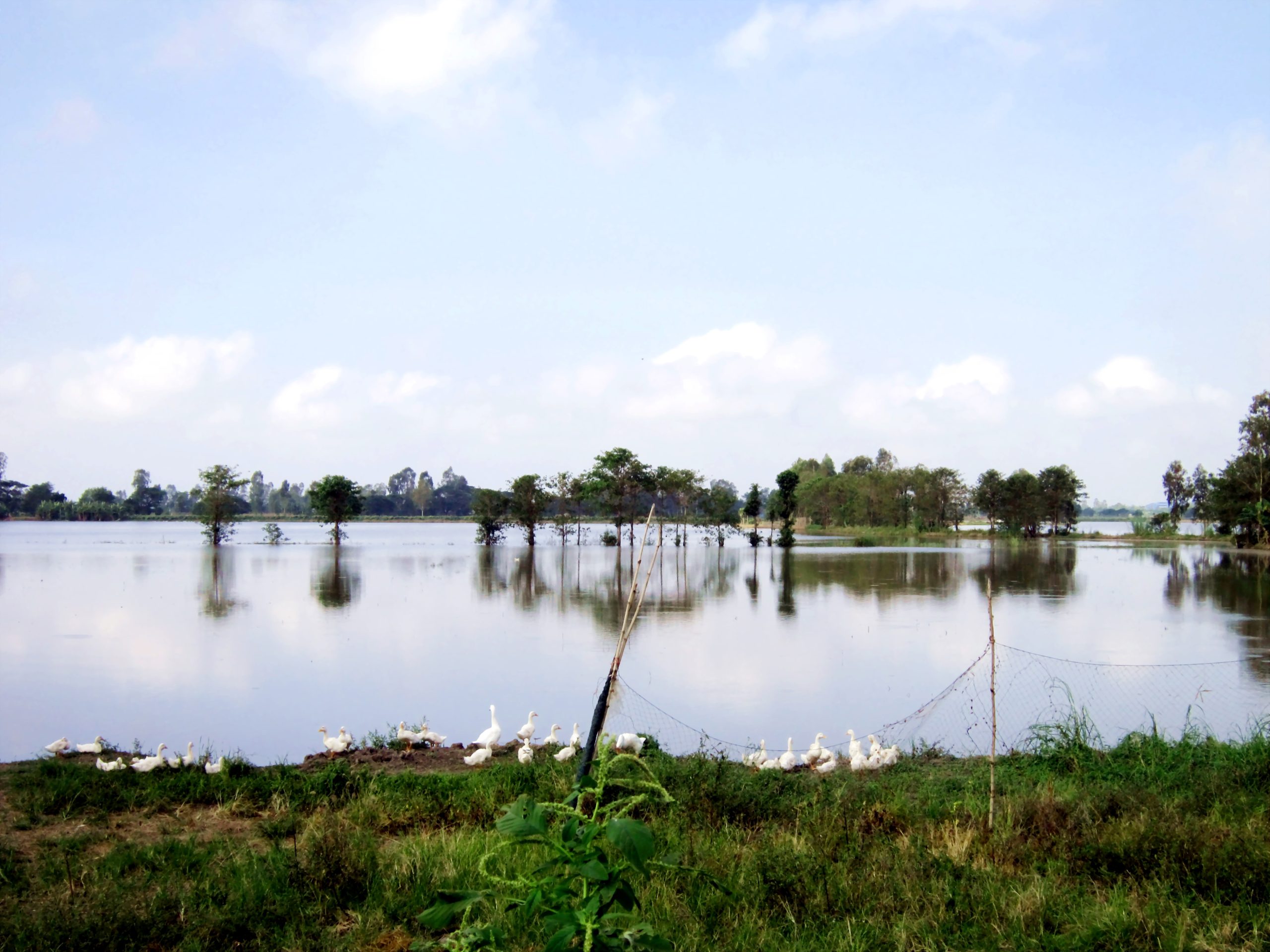 Cảnh làng quê yên bình ở miền Tây với những ngôi nhà sàn và cây xanh