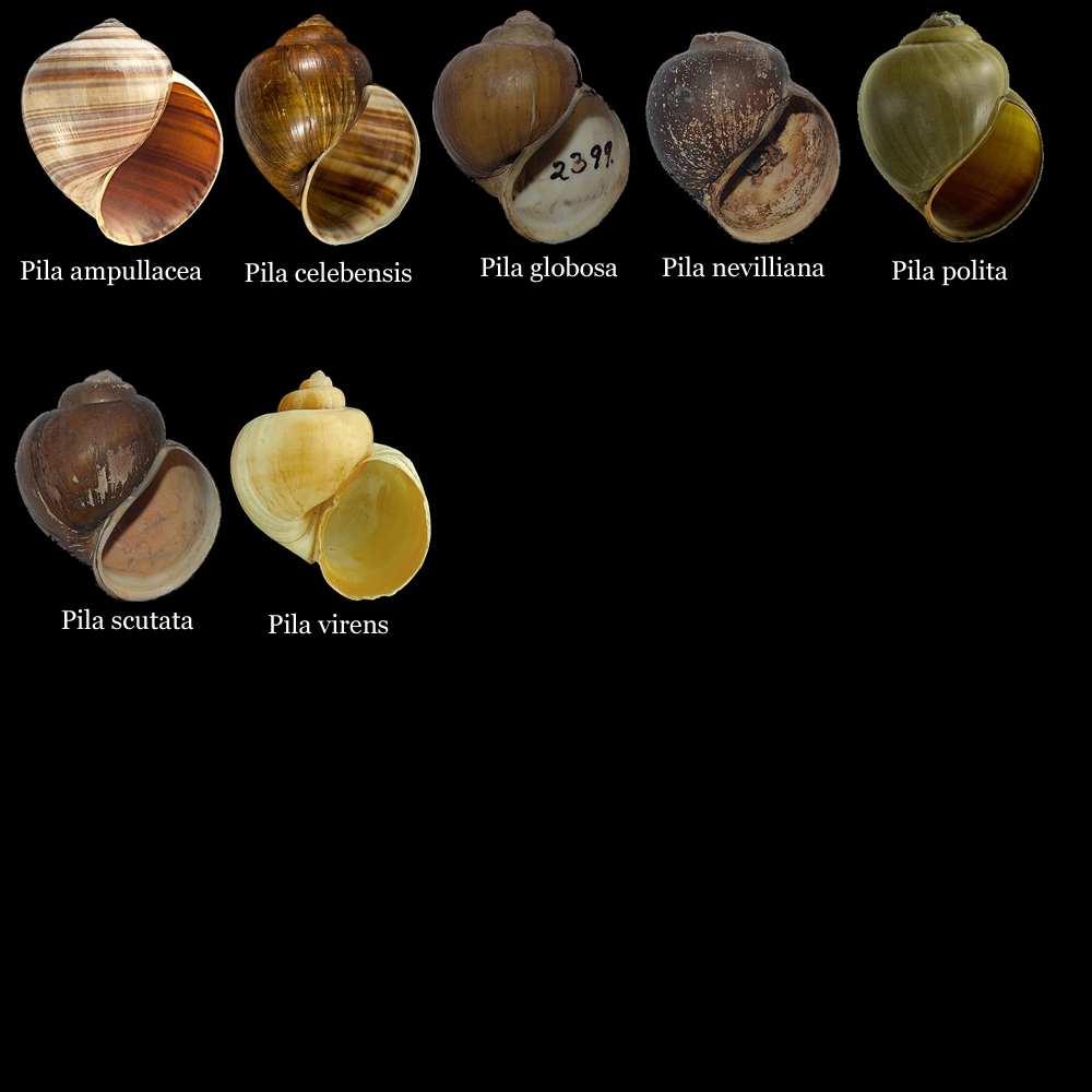 Toàn cảnh khu trượt tuyết Pila với những đường trượt đa dạng