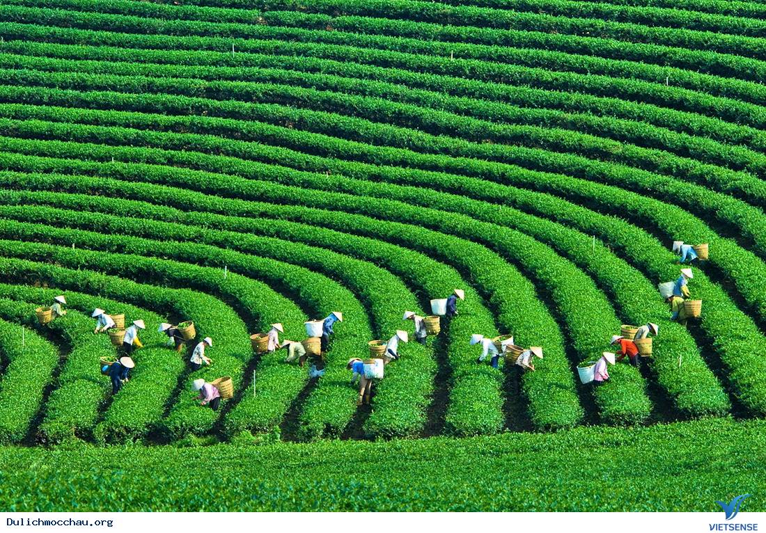 Đồi chè Mộc Châu phủ sương sớm