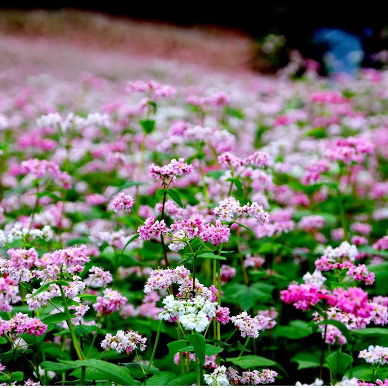 Cánh đồng hoa tam giác mạch