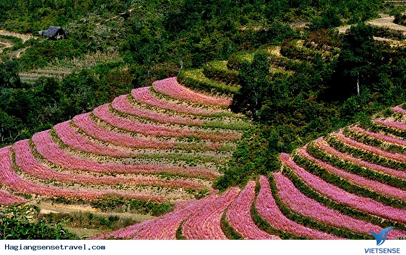 Cánh đồng hoa tam giác mạch rộng lớn ở Hà Giang