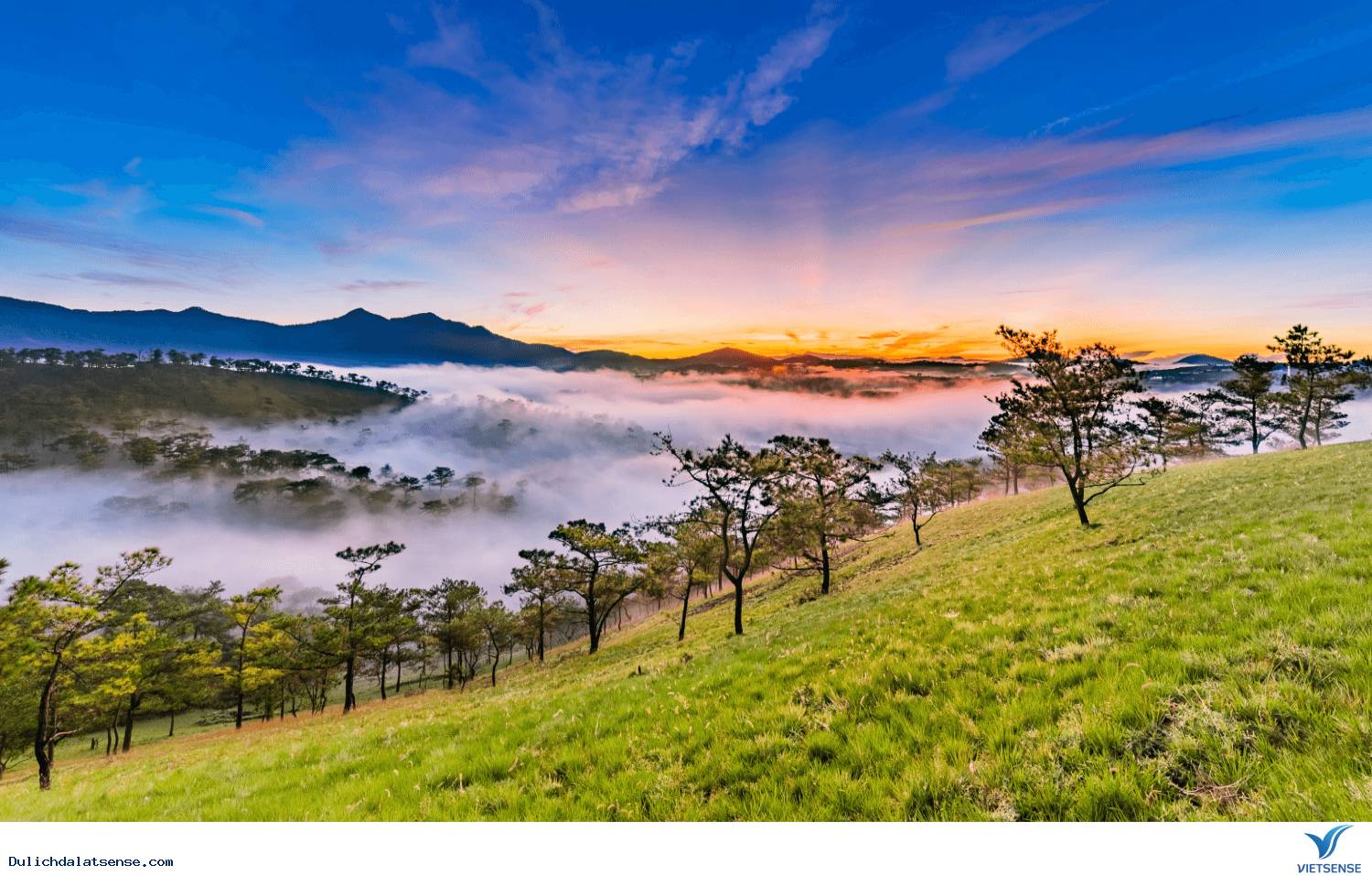 Đà Lạt ơi, sao mà thương đến thế! 🌸 Một thoáng mộng mơ giữa lòng cao nguyên