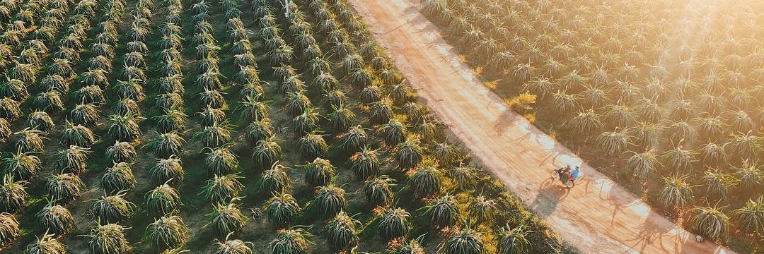 Cảnh quan rộng lớn của vườn thanh long Lâm Xuân Phúc