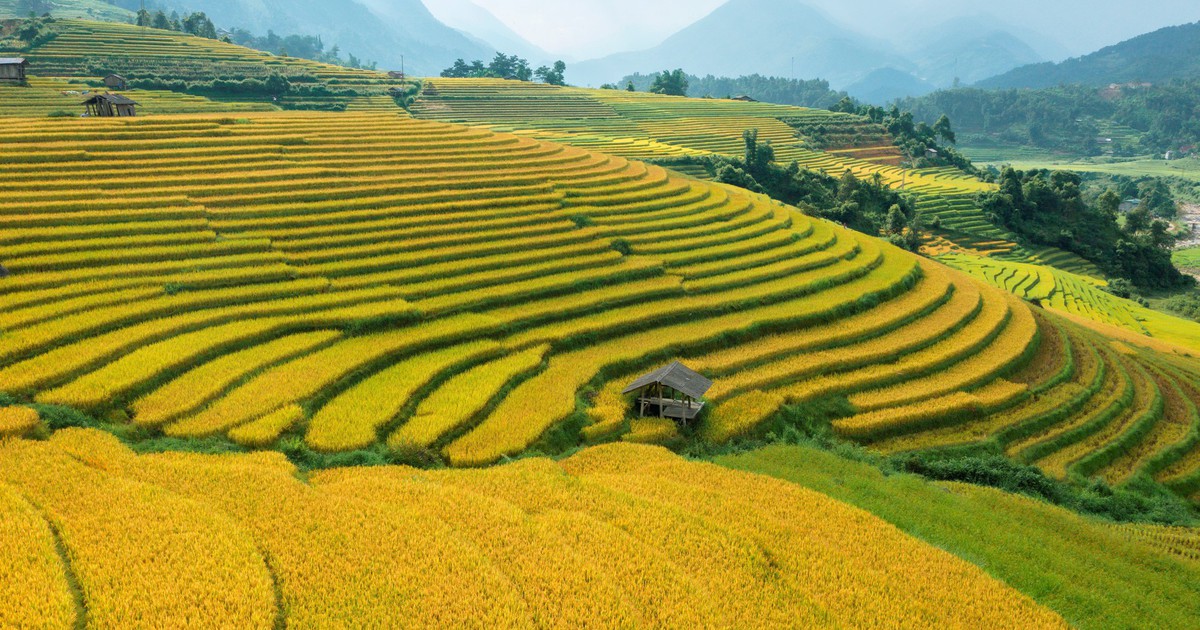 Ruộng bậc thang Sapa mùa nước đổ