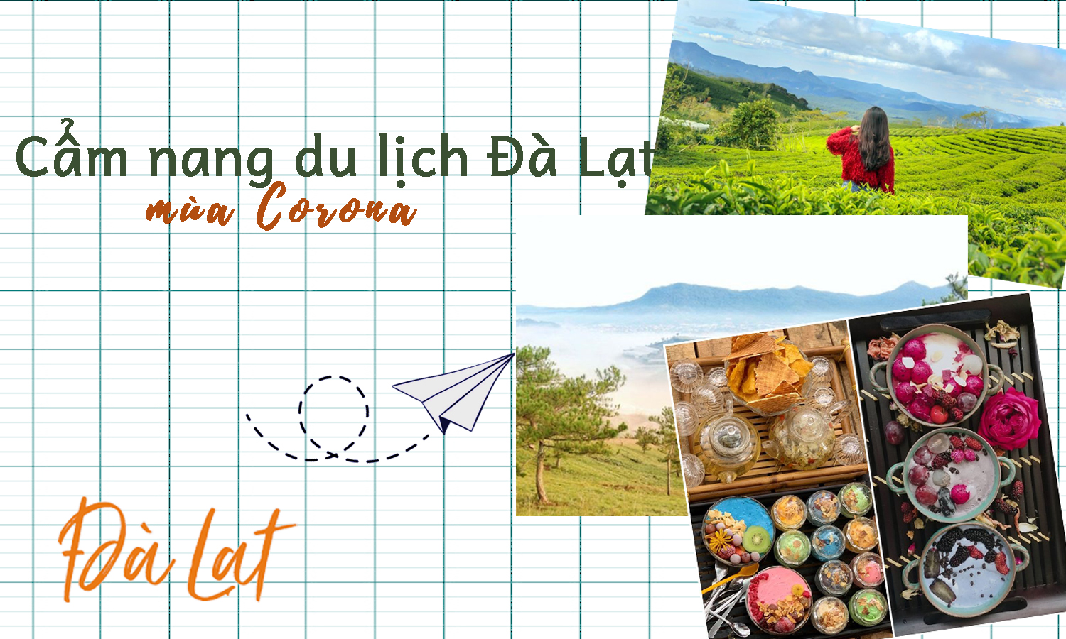 Vườn hoa cẩm tú cầu rực rỡ