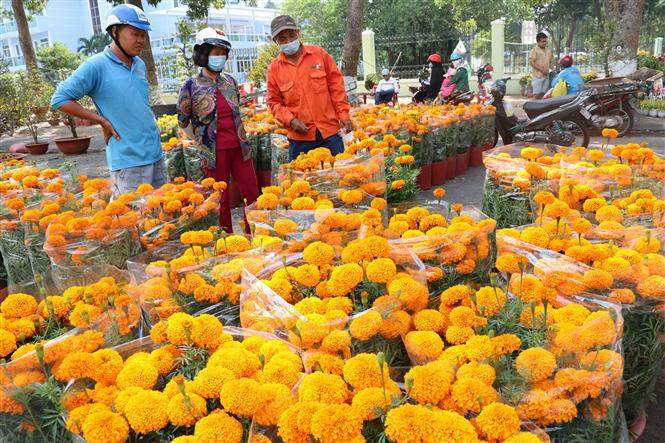 Chợ hoa vạn thọ rực rỡ sắc vàng cam ngày Tết