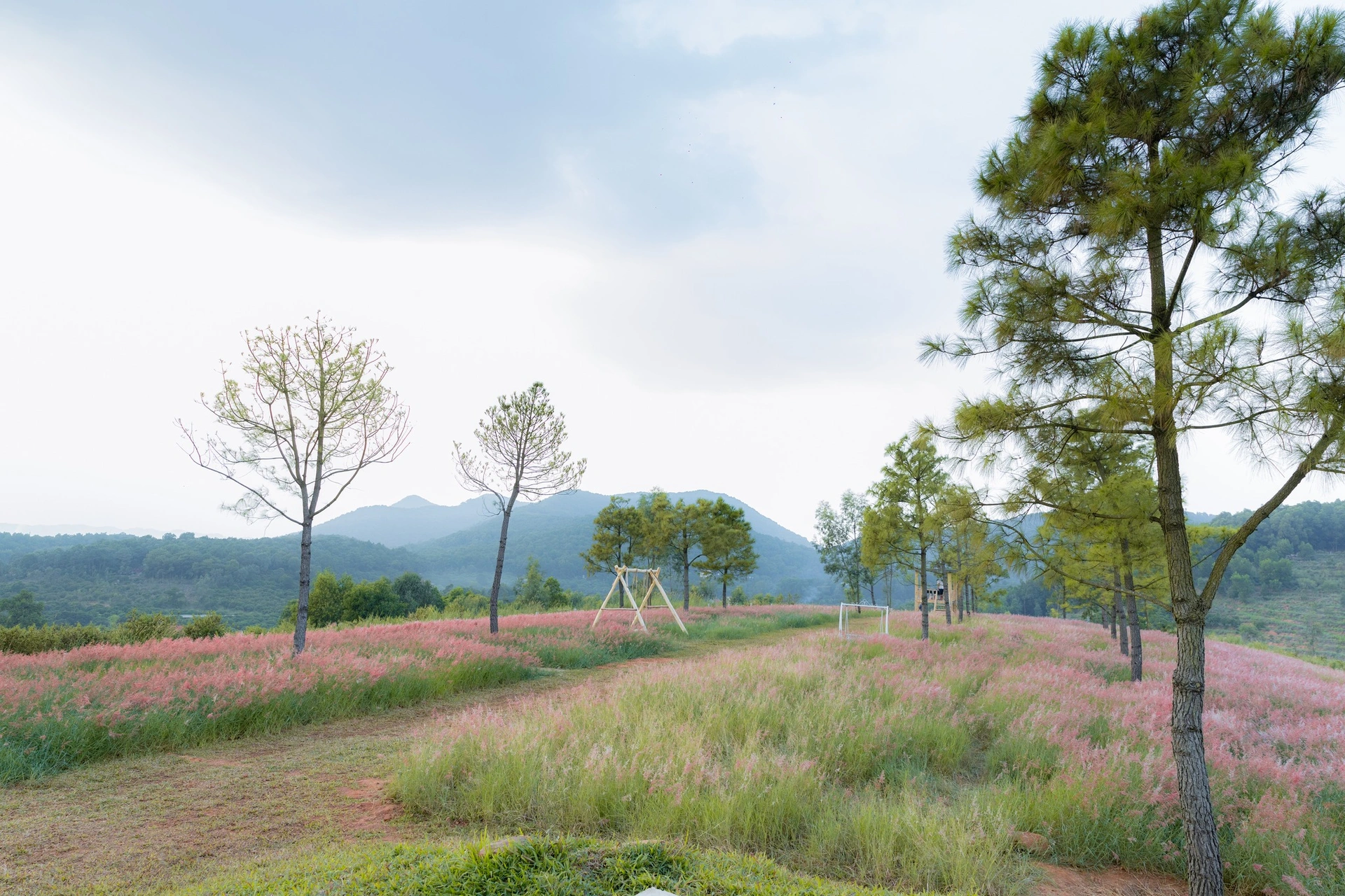 Cô gái tạo dáng chụp ảnh giữa cánh đồng hoa rễ lãng mạn