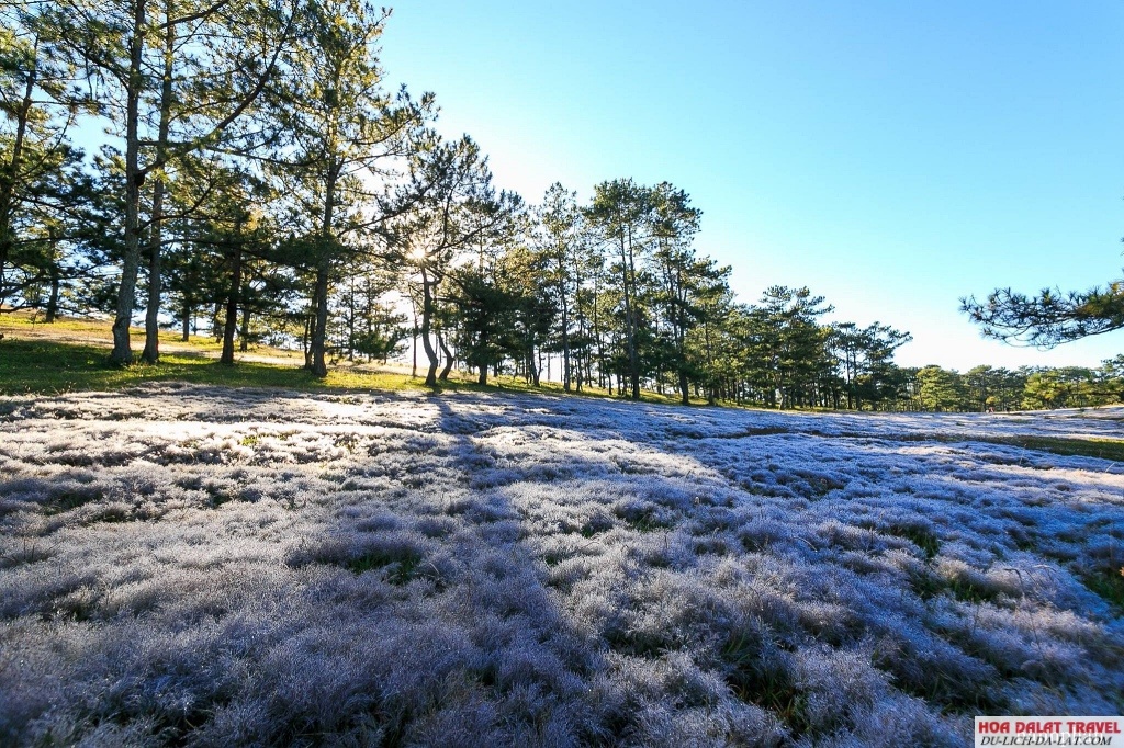 Thảm cỏ tuyết Đà Lạt