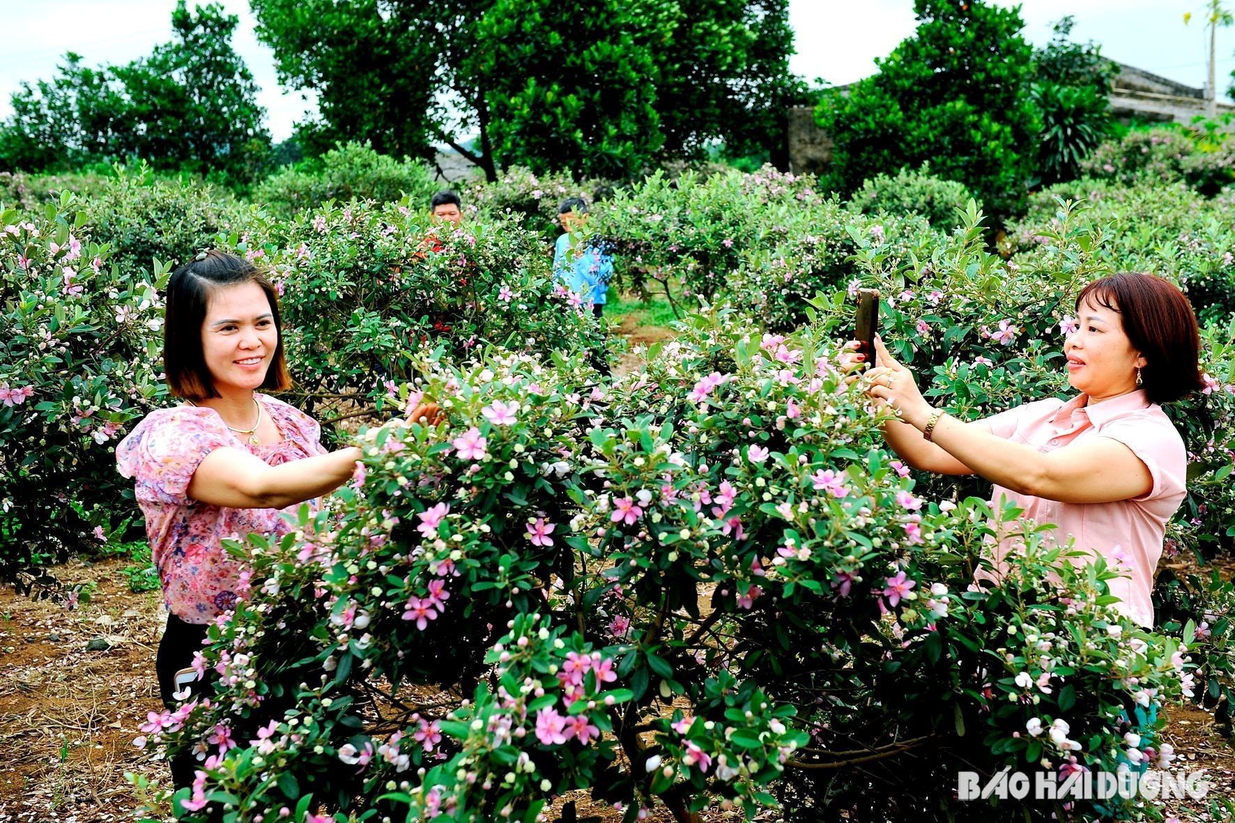 Người phụ nữ dạo bước giữa cánh đồng hoa rễ rộng lớn