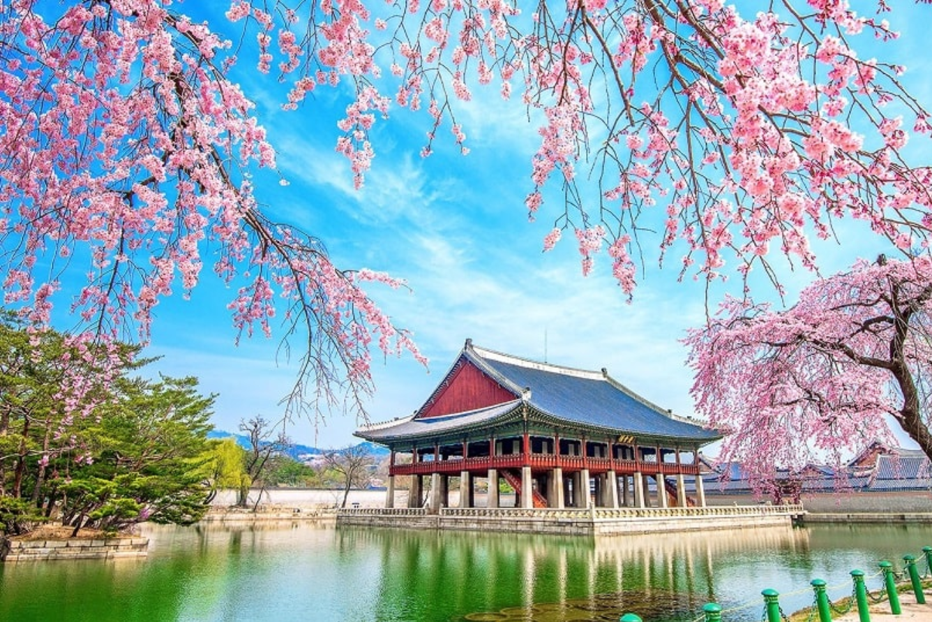 Hoa đào Bắc Kinh