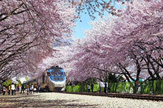 Đường hầm hoa anh đào Jinhae