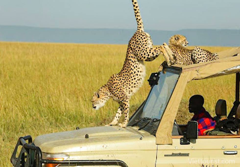 Xe jeep safari trên thảo nguyên Kenya