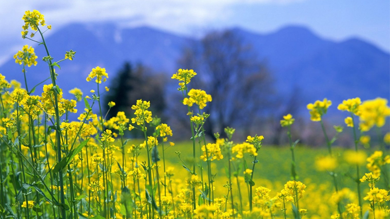 Cánh đồng hoa cải vàng rực rỡ trải dài bất tận ở Jiangling, dưới nền trời xanh