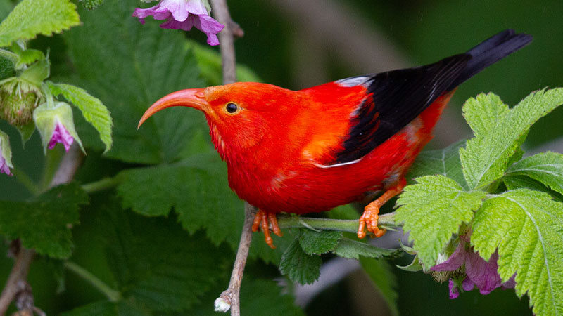 Một chú chim honeycreeper với bộ lông rực rỡ đậu trên cành cây