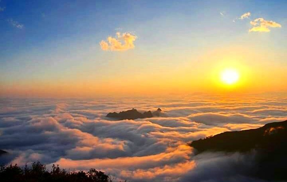 Cỏ tuyết trắng tinh khôi