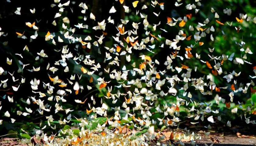 Bướm trắng bay lượn tạo nên cảnh tượng kỳ ảo