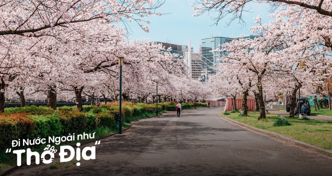 Cao nguyên Phu Thap Boek với hoa anh đào và biển mây