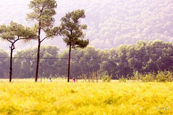 Cánh đồng hoa rễ trắng muốt trải dài như biển mây