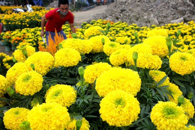 Những chậu hoa vạn thọ được bày bán tại chợ hoa Tết