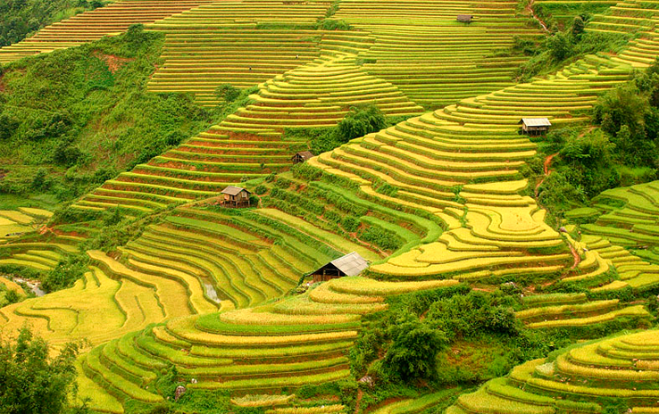 Ruộng bậc thang Mù Cang Chải vàng óng