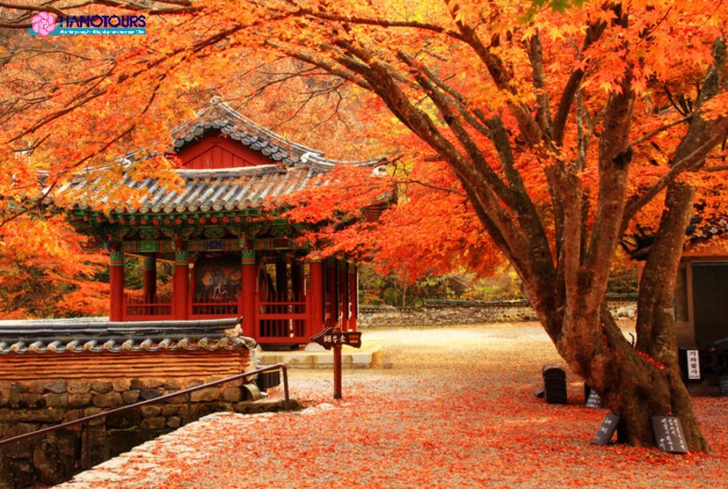 Con đường lá vàng, lá đỏ rực rỡ ở Hàn Quốc