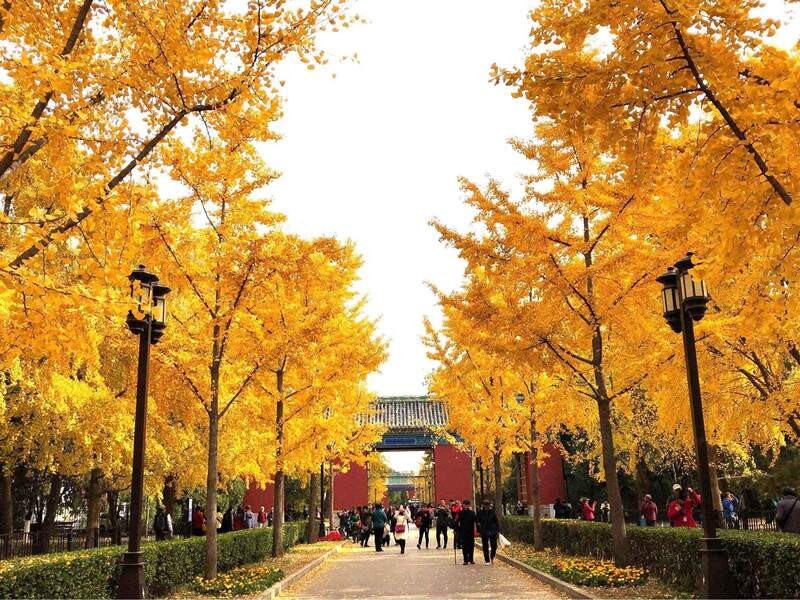 Bắc Kinh Tháng 9: Mùa Thu Vàng Rực Rỡ Gọi Mời – Trải Nghiệm Có Một Không Hai! 🌸