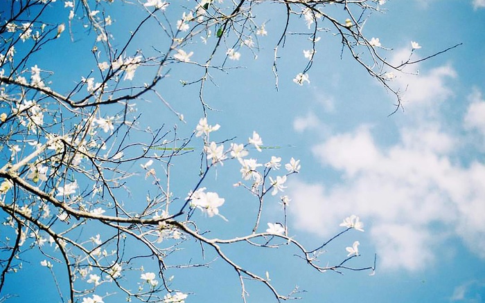 Hoa Ban phủ trắng một góc phố