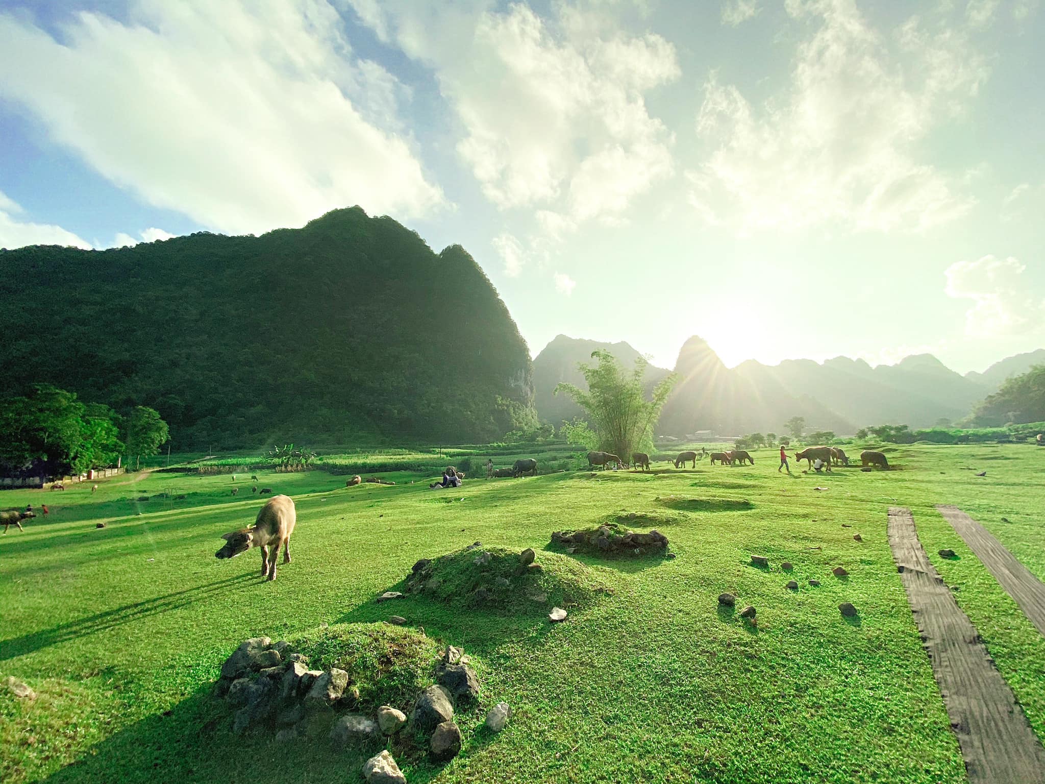 Con đường đất nhỏ yên bình xuyên qua khu rừng, nắng sớm