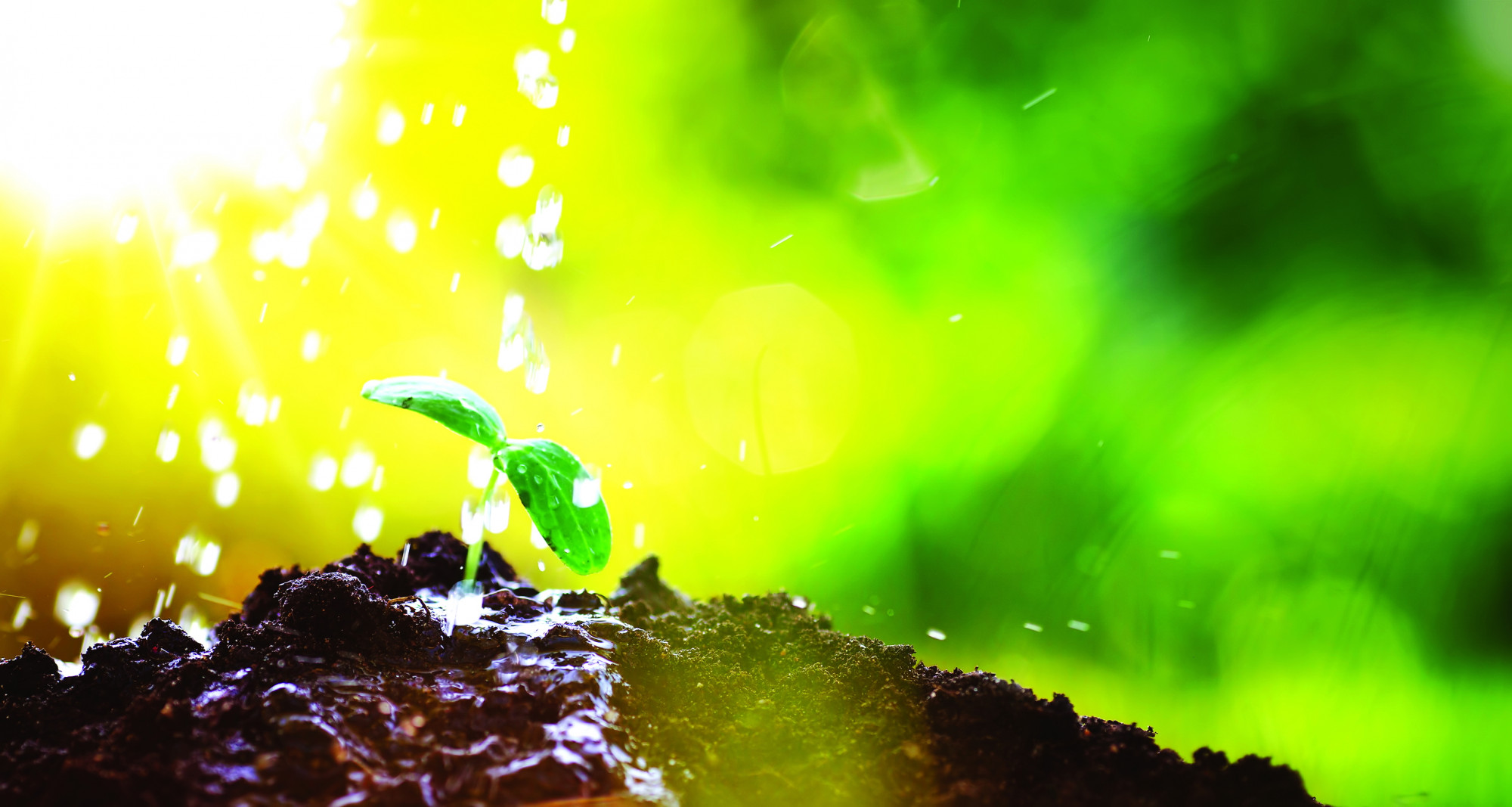 Người dân địa phương Yala