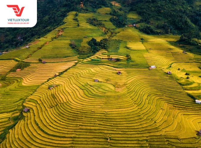 Ruộng bậc thang Sapa mùa lúa chín vàng óng