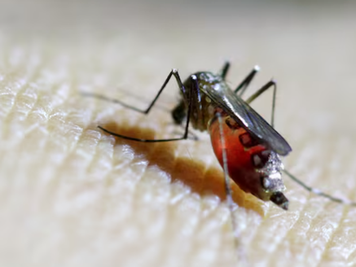 Một chiếc drone đang thả những viên nang nhỏ xuống khu rừng để kiểm soát muỗi