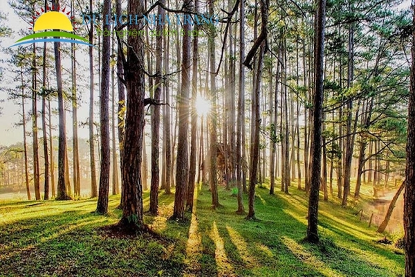 Đà Lạt – Chốn bình yên gói trọn nắng, sương và cả những yêu thương… 🌸