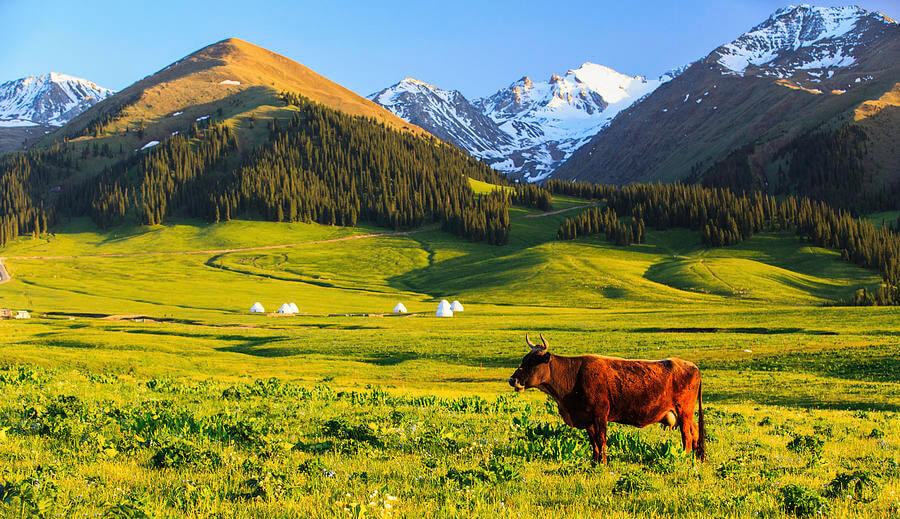 Khung cảnh thảo nguyên bao la