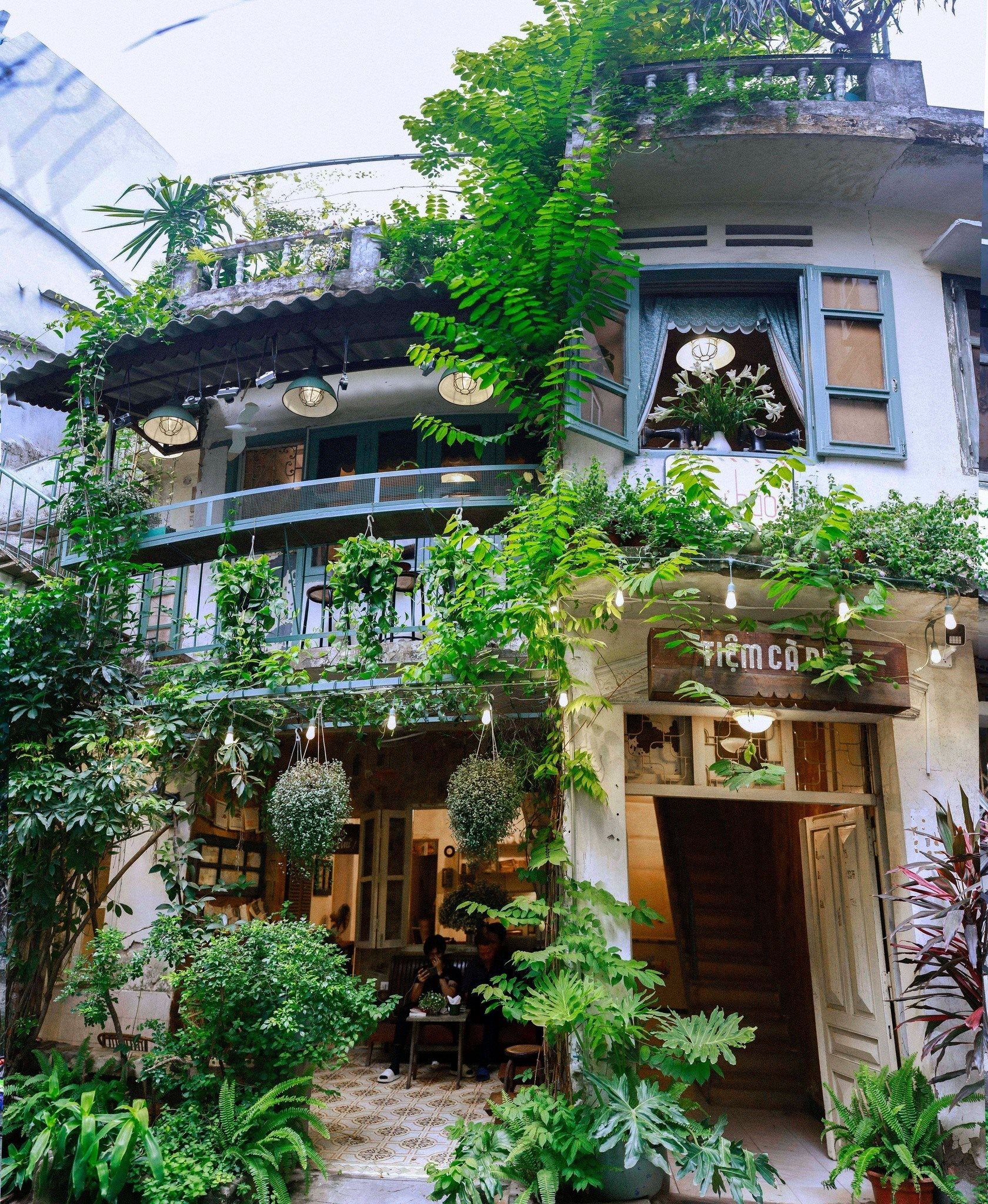 Homestay giữa rừng thông