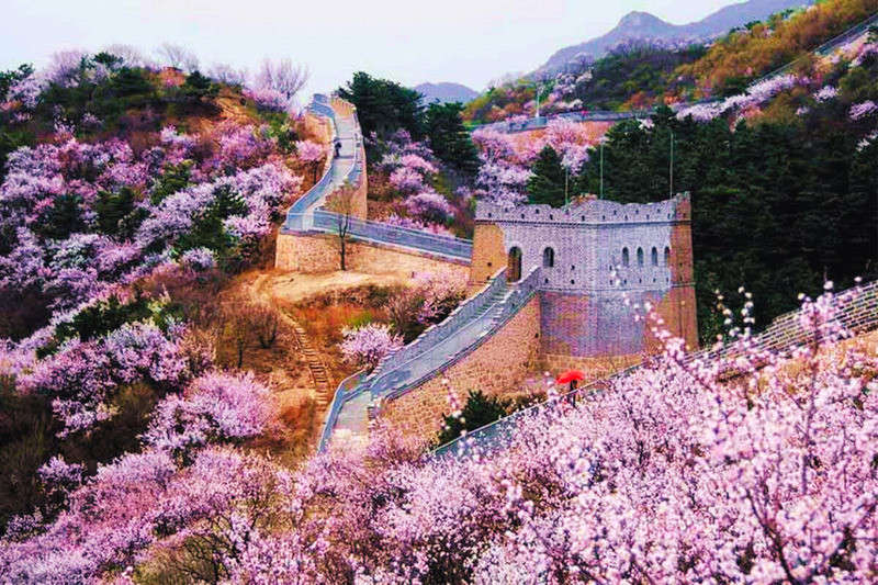 Vạn Lý Trường Thành mùa hoa anh đào