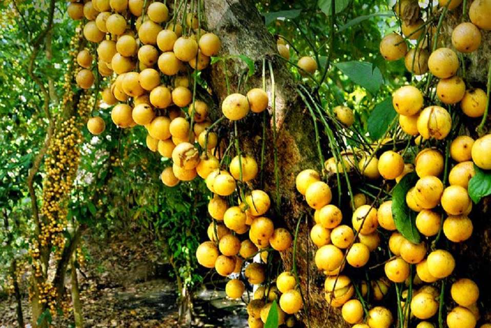 Măng cụt Lái Thiêu